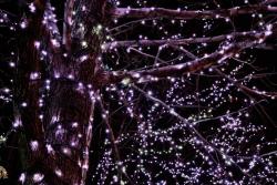 Iluminación con luces de navidad Led en árboles